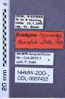 Etiketten zu Hypnoidus beneschi (NHMW-ZOO-COL-0007432)